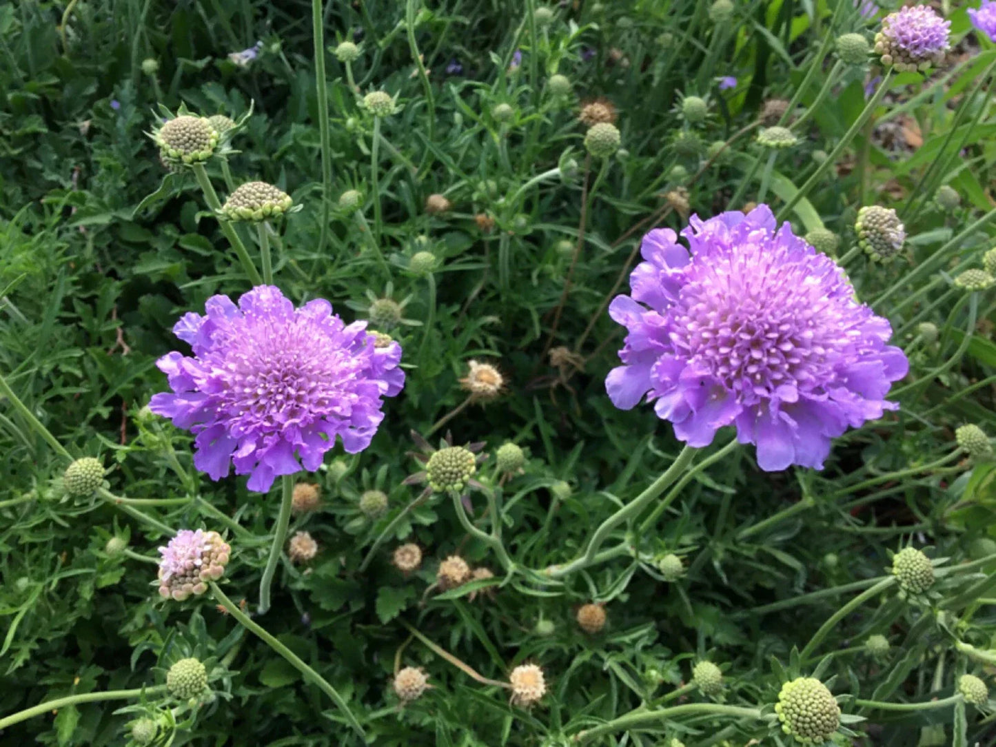 Scabiosa Seeds - Violet and White Mix Pincushion Flower - Flowering Garden Seeds