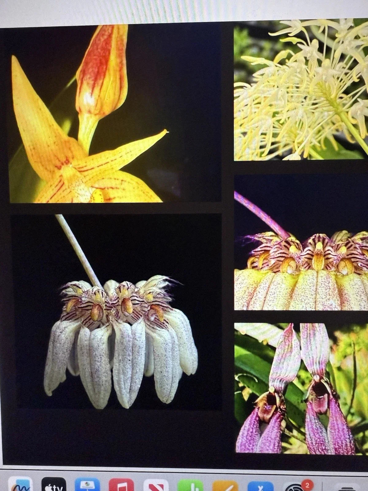 Orchid Plant Bulb - 2 Small Rooted Bulbs - Bulbophyllum Surprise - Exotic Indoor Flowering Orchid