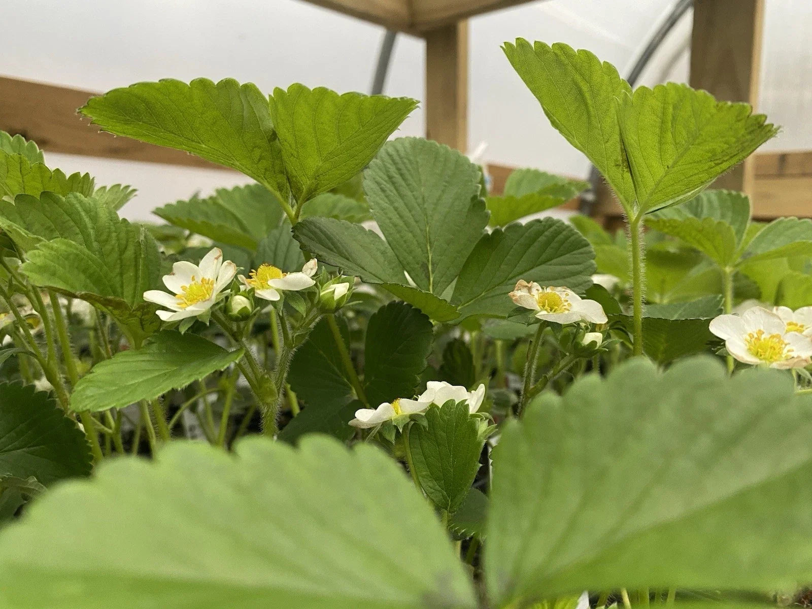 June Bearing Strawberry Plants - Bare Root 10 Pack - Fragaria x ananassa for Outdoor Garden, Fresh Fruit, Spring 2025