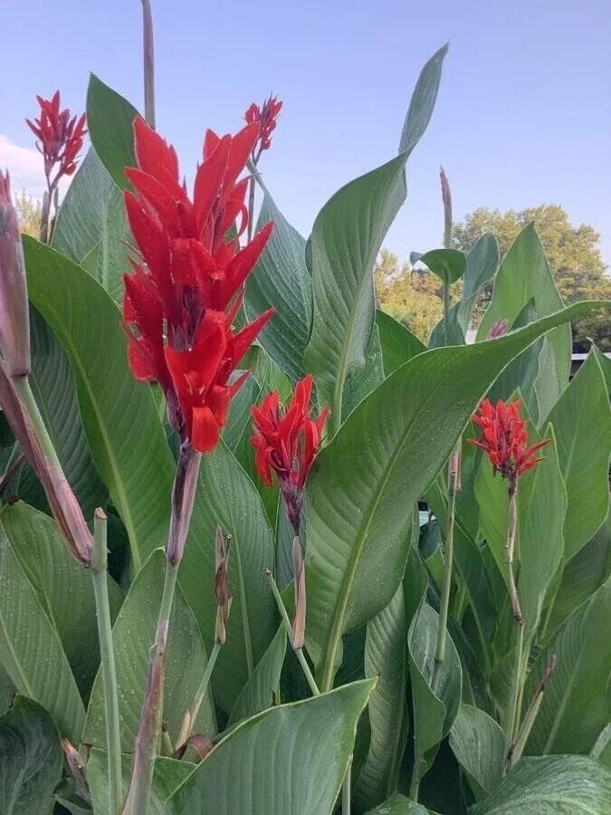 Canna Lily Tuber Bulbs 4-Pack Big Red Tropical Foliage Organic Canna indica
