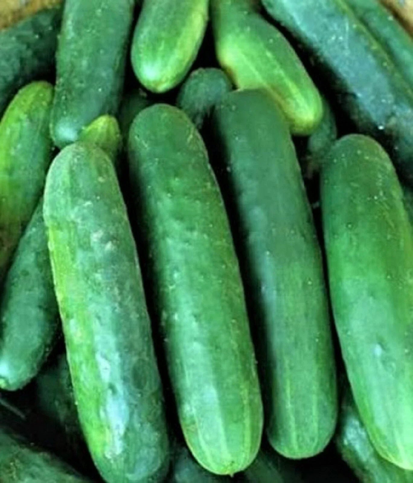 Poinsett 76 Cucumber Seeds – Non-GMO, Pack of 60+ Cucumis sativus for Organic Gardening and Home Growers