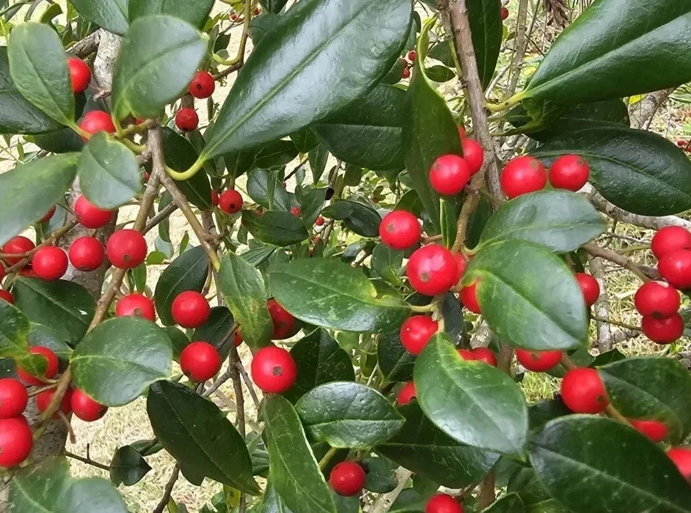 Holly Tree Seeds 100ct East Palatka Ilex x attenuata Exotic Rare Garden Landscape