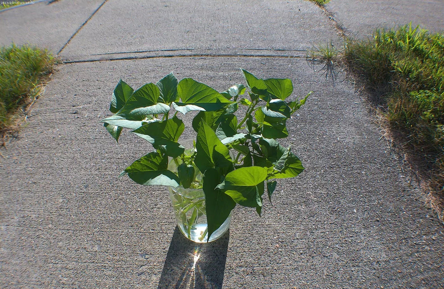 Okinawan Sweet Potato Cuttings - 6-Inch Slips for Garden - Ipomoea batatas - Rooted Planting Material