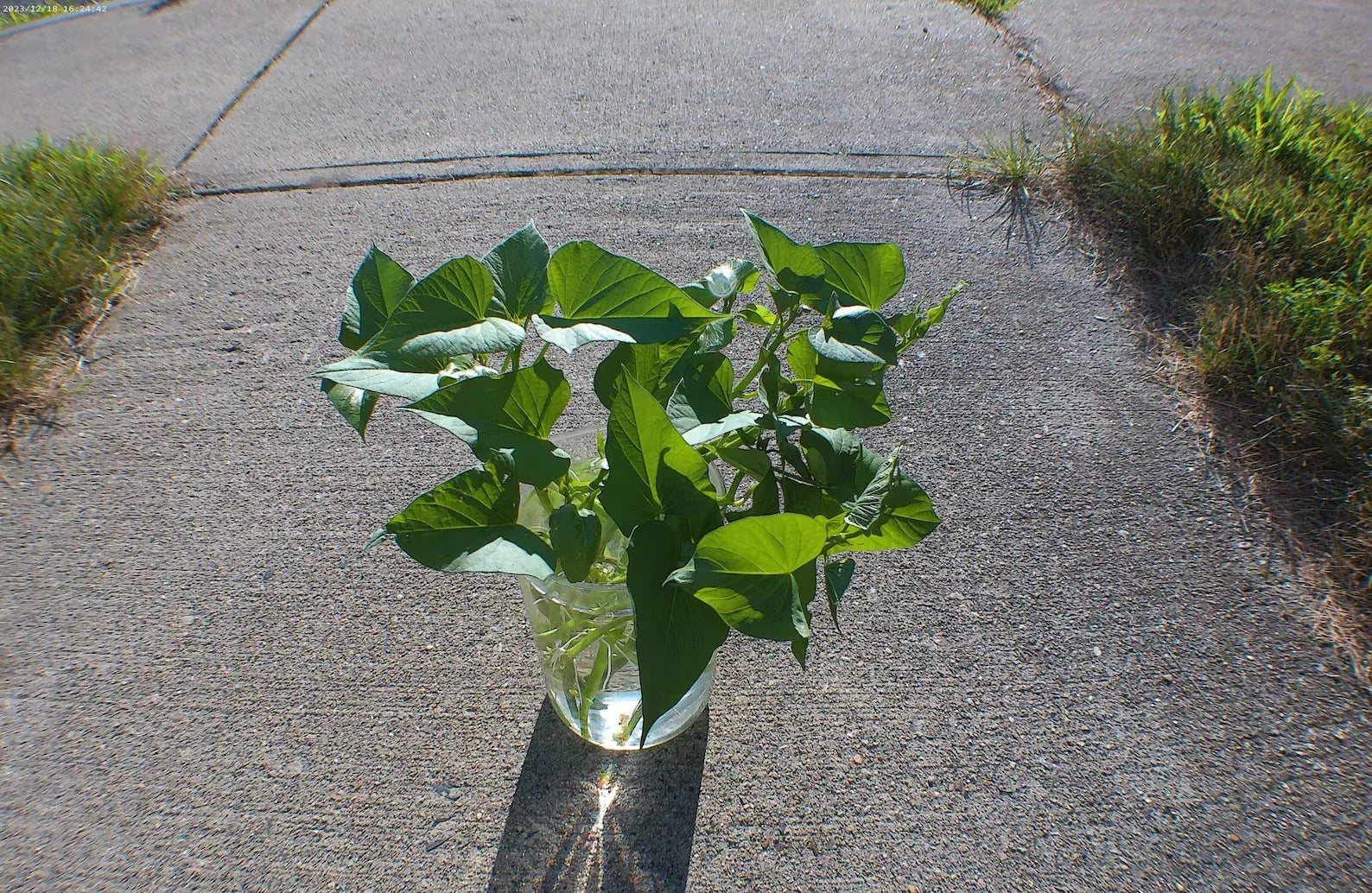 Okinawan Sweet Potato Cuttings - 6-Inch Slips for Garden - Ipomoea batatas - Rooted Planting Material