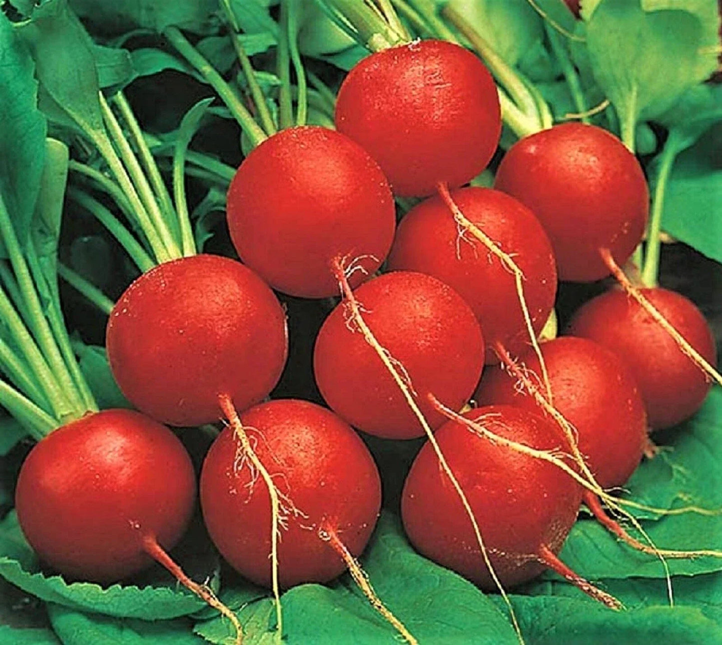 Early Scarlet Globe Radish Seeds – Non-GMO, 200+ Packets, Fast-Growing Raphanus sativus for Home Gardens & Vegetable Plots