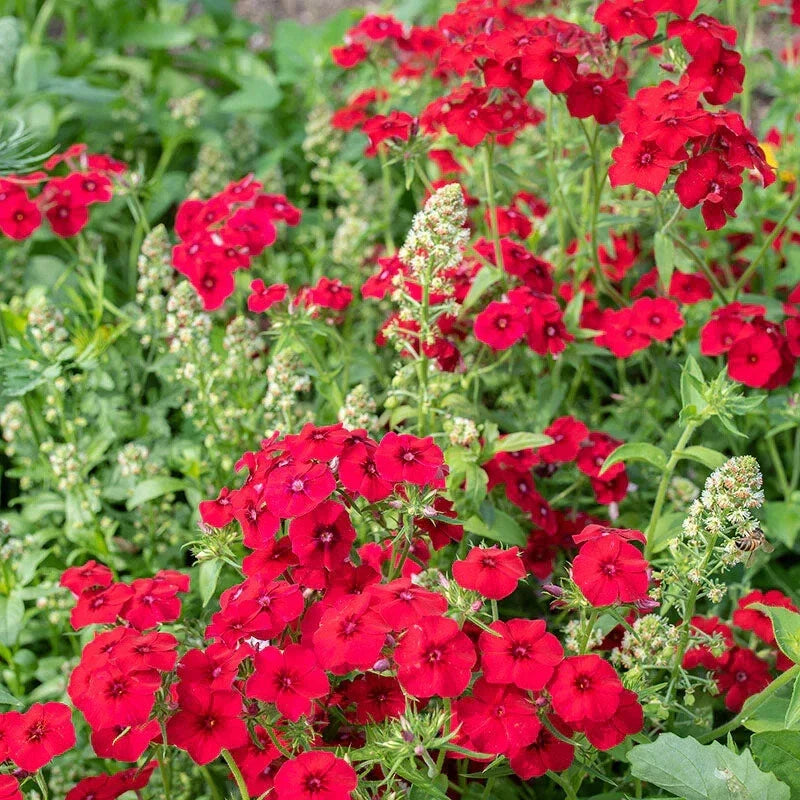 Coccinea Phlox Seeds - 100+ Pack, Vibrant Red & Pink Flowers, Garden Flowers, Phlox coccinea, USA Grown
