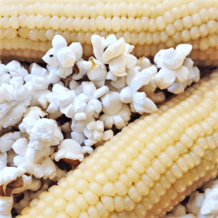 Japanese White Hulless Popcorn Seeds | Ornamental Popping Corn | Zea mays | Non-GMO, Easy to Grow, 2025 Harvest