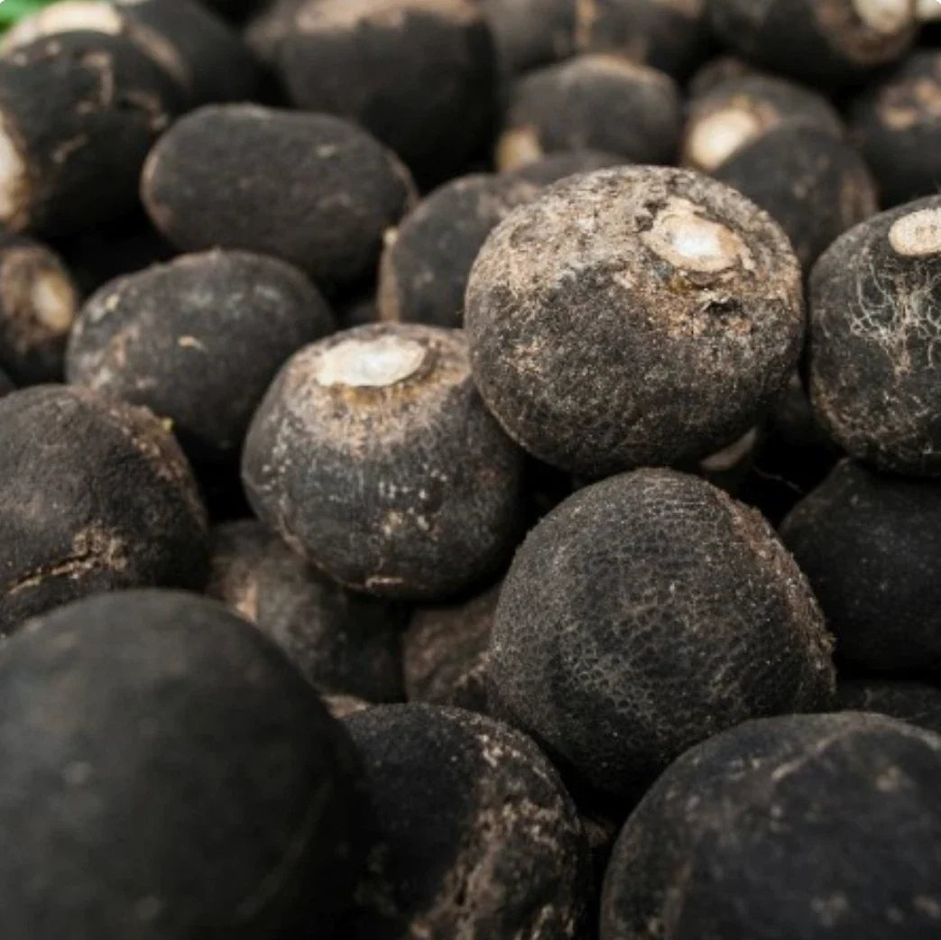 Spanish Black Radish Seeds - Non-GMO, 1,000 Pack, Raphanus sativus var. niger, Easy to Grow, Nutrient-Rich, Home Garden