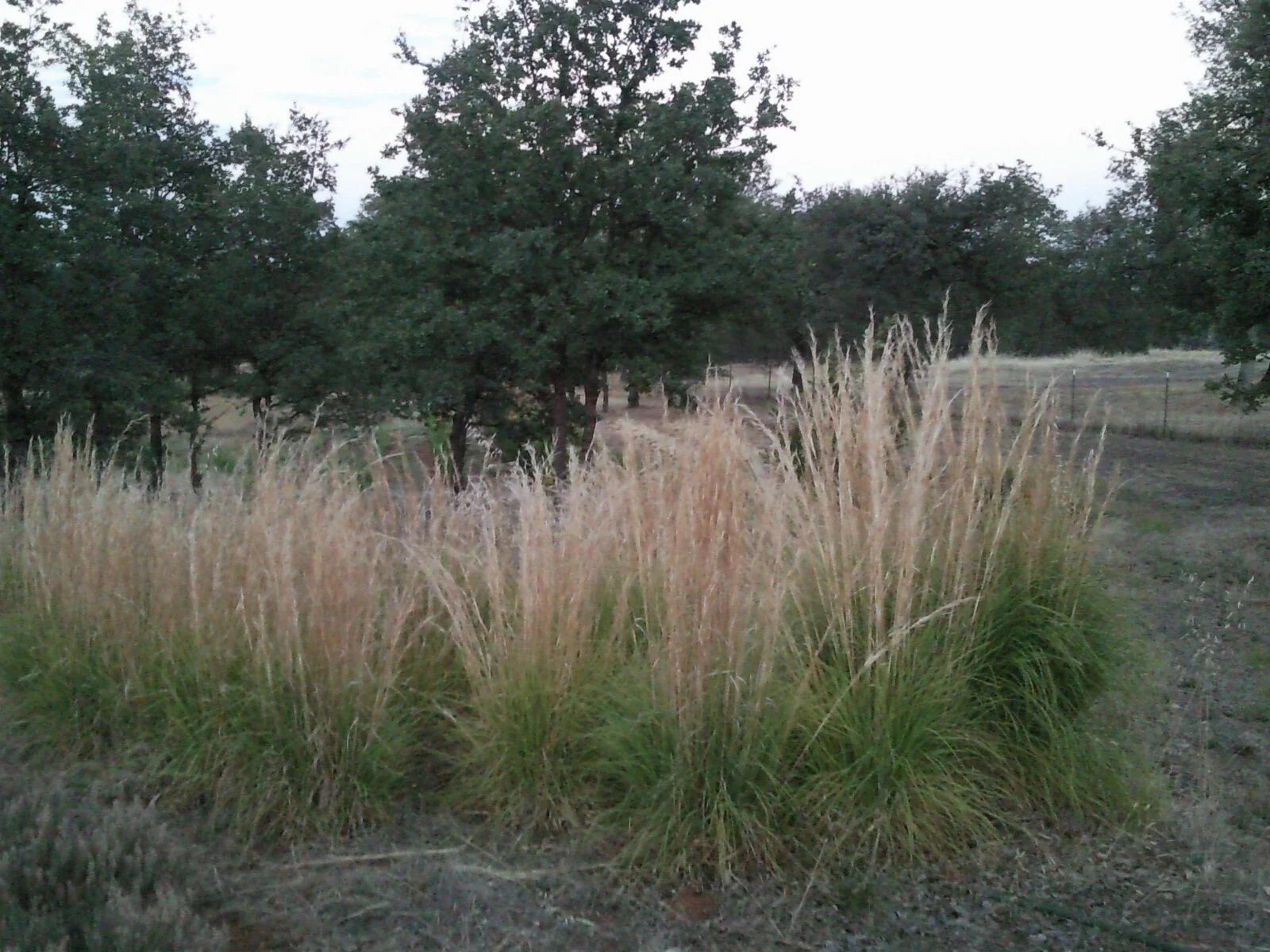 Feather Reed Grass Plugs 6 Bare Roots Karl Foerster Ornamental Grass for Landscaping Calamagrostis acutiflora