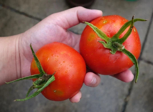 Bonny Best Tomato Seeds Bulk 100 Pack – Heirloom Solanum lycopersicum for Canning & Salads, Easy to Grow, Non-GMO, Home Garden