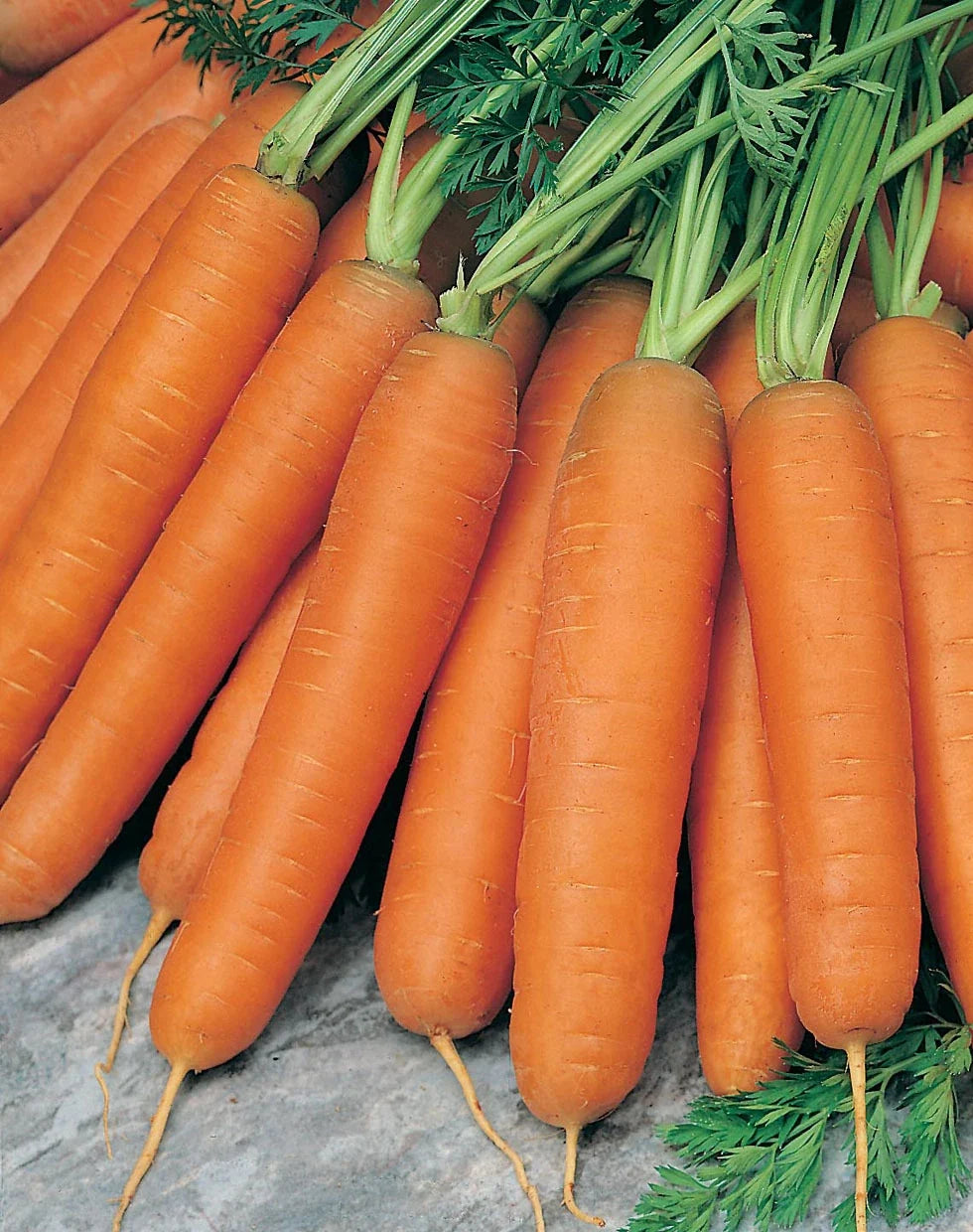 Scarlet Nantes Carrot Seeds - 200 Pack, Coreless, Plump, Fine Flavor, Daucus carota, Vegetable Seeds for Gardening