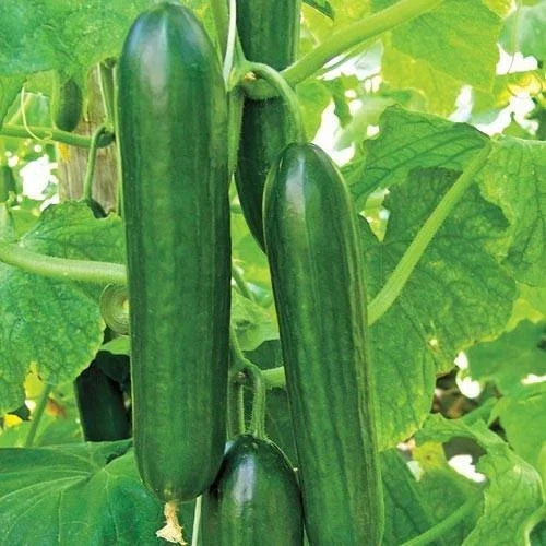 Heirloom Ashley Long Cucumber Seeds - Organic Non-GMO Cucumis sativus