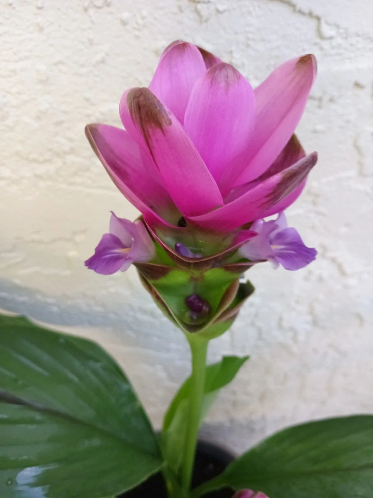 Pink Siam Tulip Plant Babies 2x | Curcuma Alismatifolia | Tropical Perennial for Indoor Outdoor Gardens
