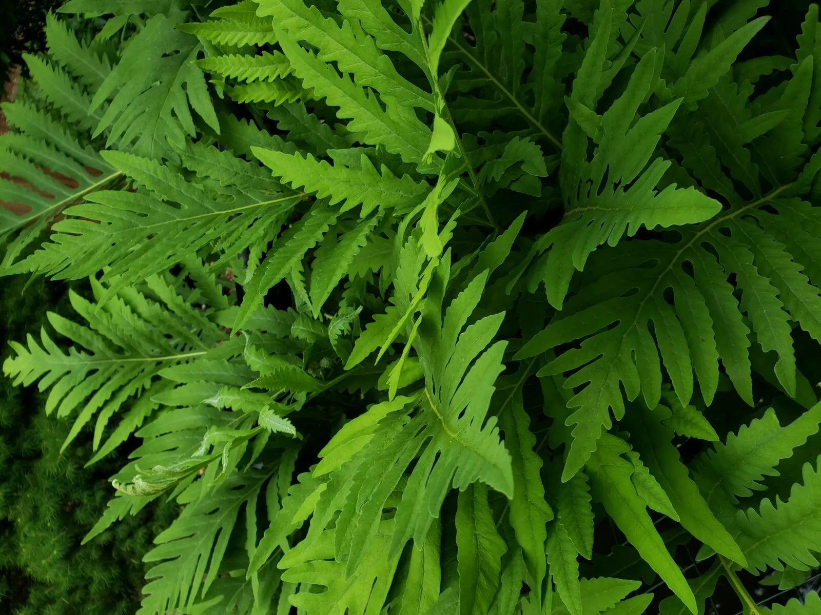 Live Fern Plant Roots - Sensitive Fern (Onoclea sensibilis) - Hardy Perennial, Coarse Texture, Live Roots, 3 Count