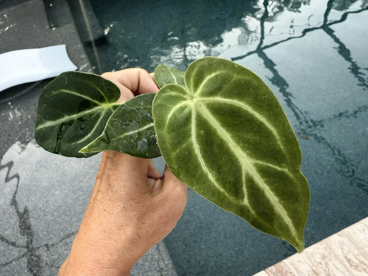 Anthurium Magnificum Plant - Tropical Houseplant with Velvety Dark Green Leaves - Free Shipping