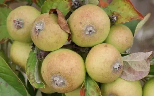 Medaille d'Or Apple Seeds - Heirloom Variety, Malus domestica, 25+ Non-GMO Seeds for Home Garden, Orchard, Fresh Eating & Baking