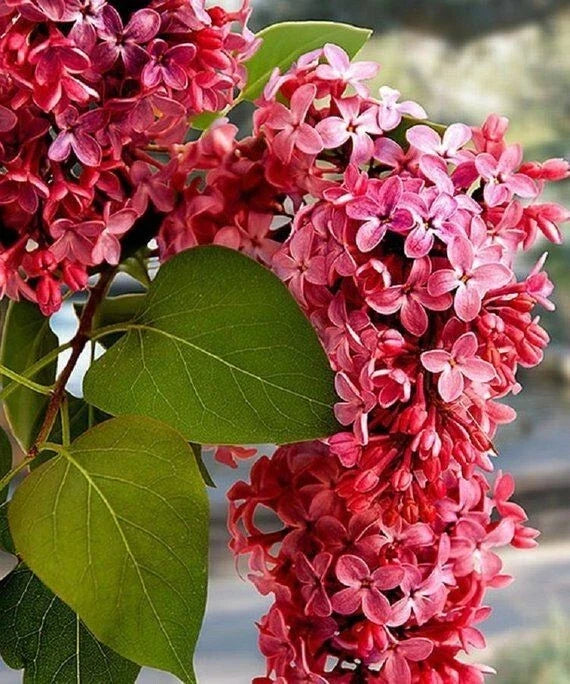 Crimson Lilac Seeds - Perennial Flower Seeds for Fragrant Blooms - Syringa vulgaris - 25 Pack for Garden, Landscape, Pollinator Attracting