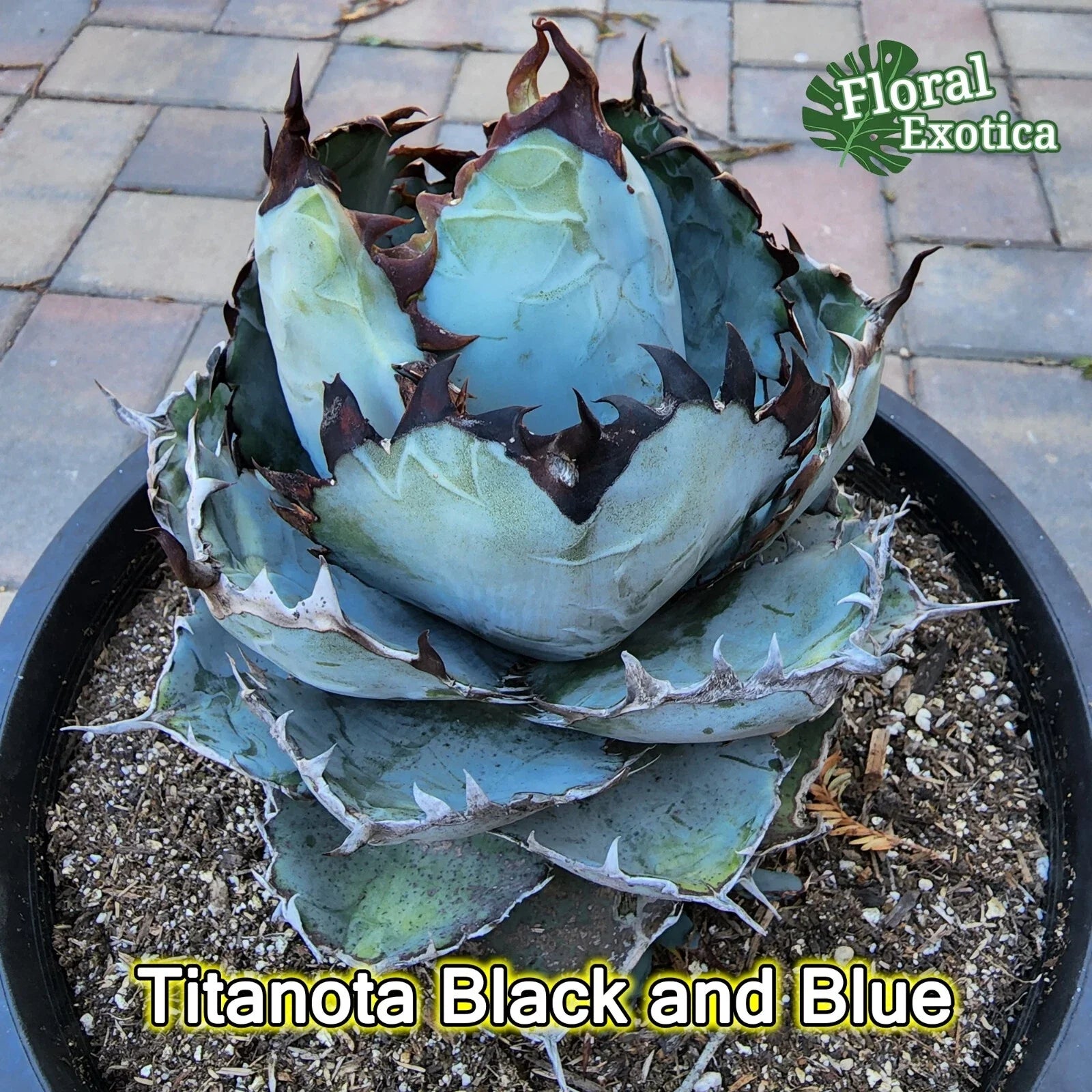 Agave Titanota 'Black and Blue' Succulent - 5" Starter Plant, Drought-Tolerant Indoor/Outdoor, Unique Color, Rosette Form