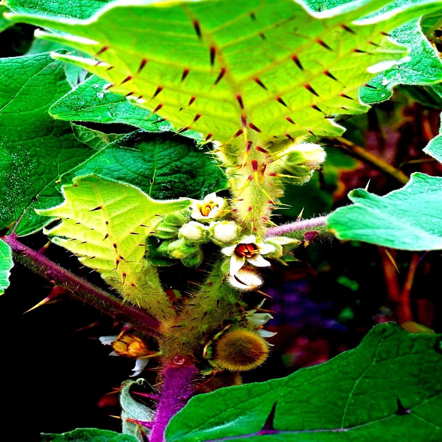 Naranjilla Orange Tree Seeds - Lulo Quito Variety - Solanum quitoense - Tropical Fruit Plant