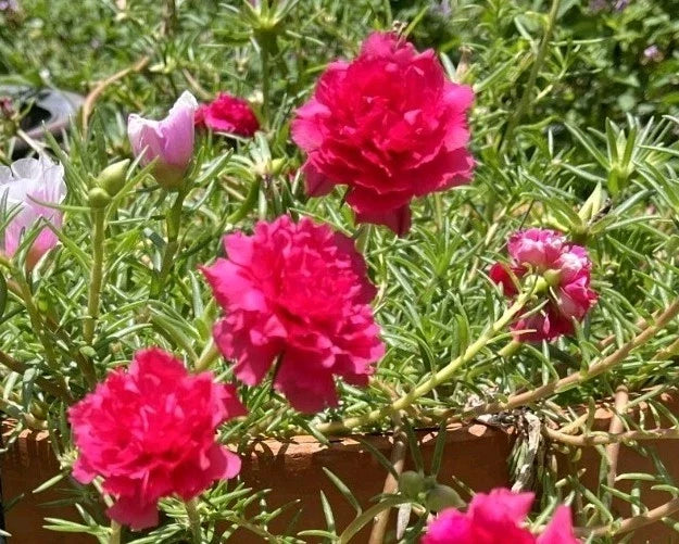 Hot Pink Double Bloom Cuttings | Portulaca grandiflora | Moss Rose | Vibrant Pink Flowers | Fresh Plant Cuttings