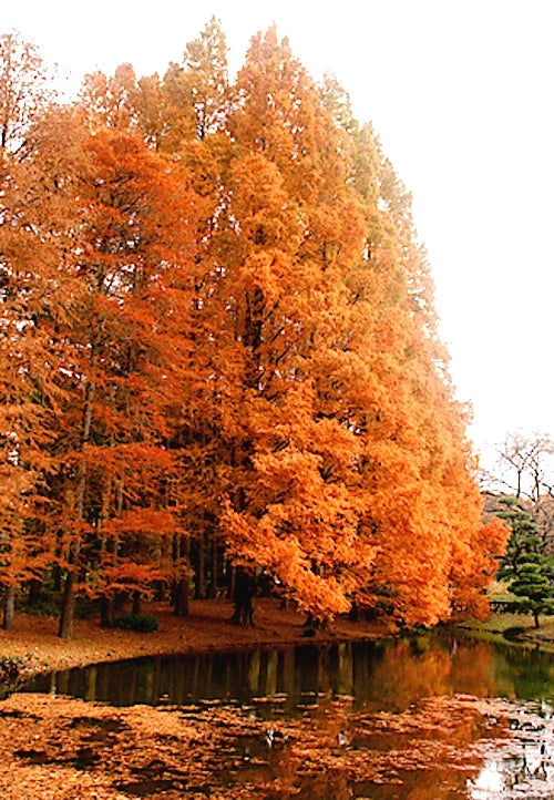 Dawn Redwood Tree Seeds - Metasequoia glyptostroboides - Fast-Growing Bonsai & Garden Tree Seeds for Landscaping