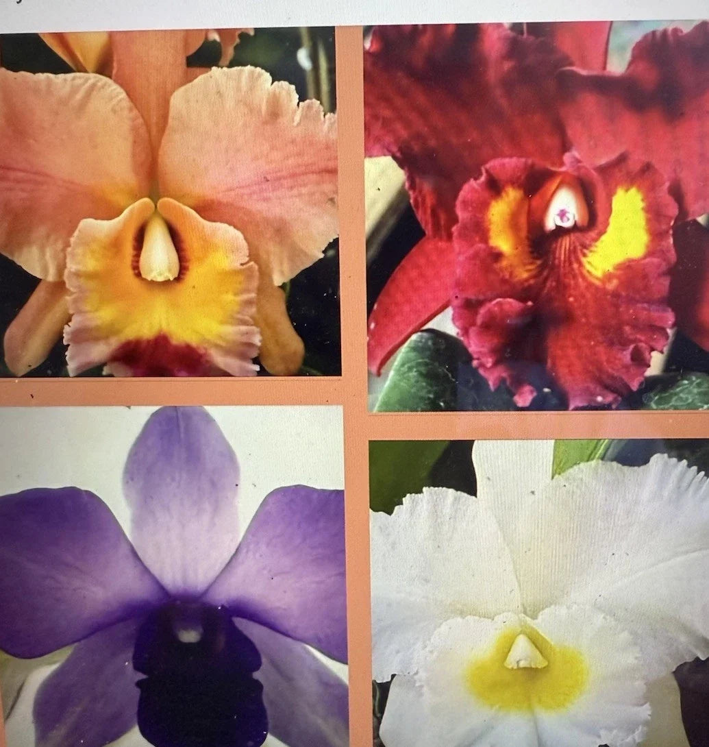 Cattleya Orchid Plant Bare Root 2 Stems Mixed Pack for Indoor Garden and Decor - Cattleya spp.
