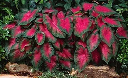 Caladium Bulbs 6 Pack Buck Variety Colorful Foliage Caladium bicolor Tropical Perennial