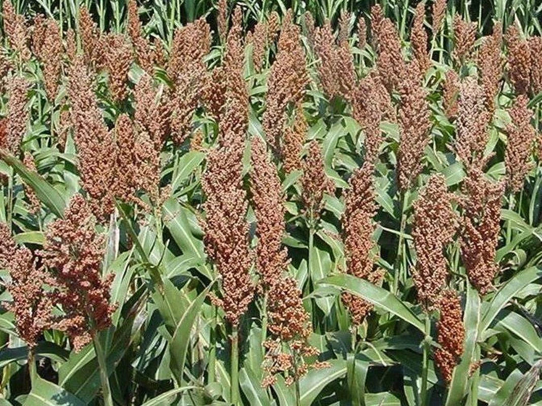 Sweet Sugar DRIP Sorghum Seeds - High Sugar Content for Syrup Production | Sorghum bicolor