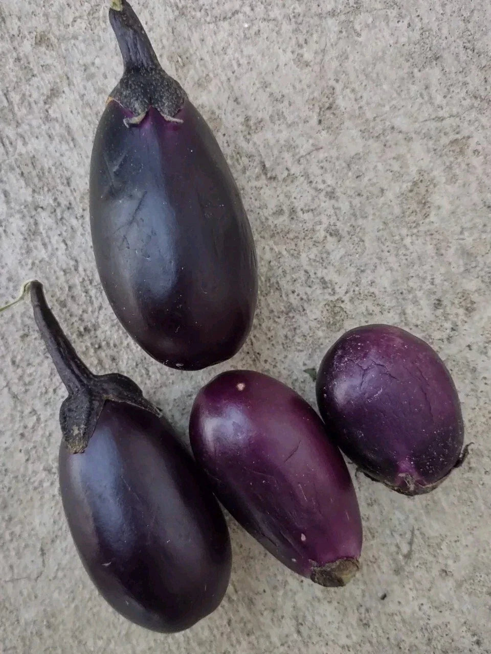 Black Beauty Dwarf Eggplant Seeds - Compact, Heavy Yield, Easy to Grow Solanum melongena