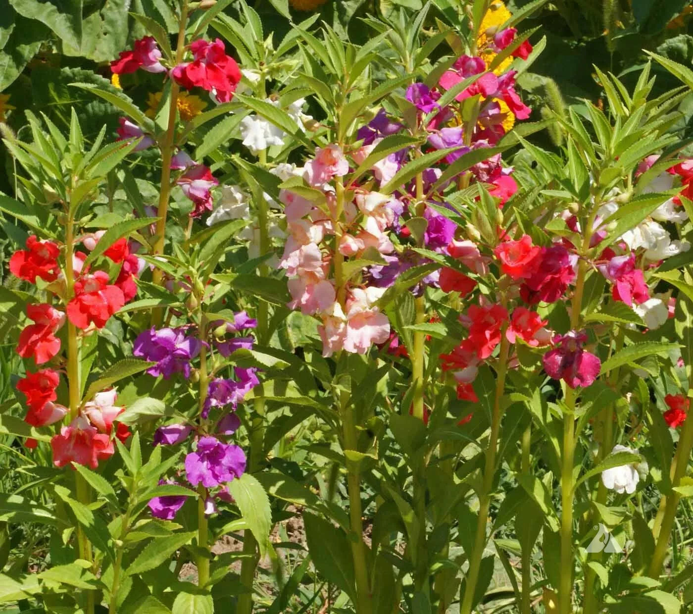 Balsam Seeds Mix - Tom Thumb Dwarf Impatiens - Non-GMO - 200 Seeds - Shade/Part-Shade - Impatiens balsamina