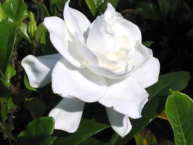 Heirloom Gardenia Bush 1ft Live Plant - Fragrant White Cape Jasmine Shrub, Bare Root, USA Seller