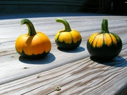 Pumpkin Seeds - Batwing Mix Heirloom Cucurbita pepo, Vining, Non-GMO, Full Sun, Pack of 25 Seeds