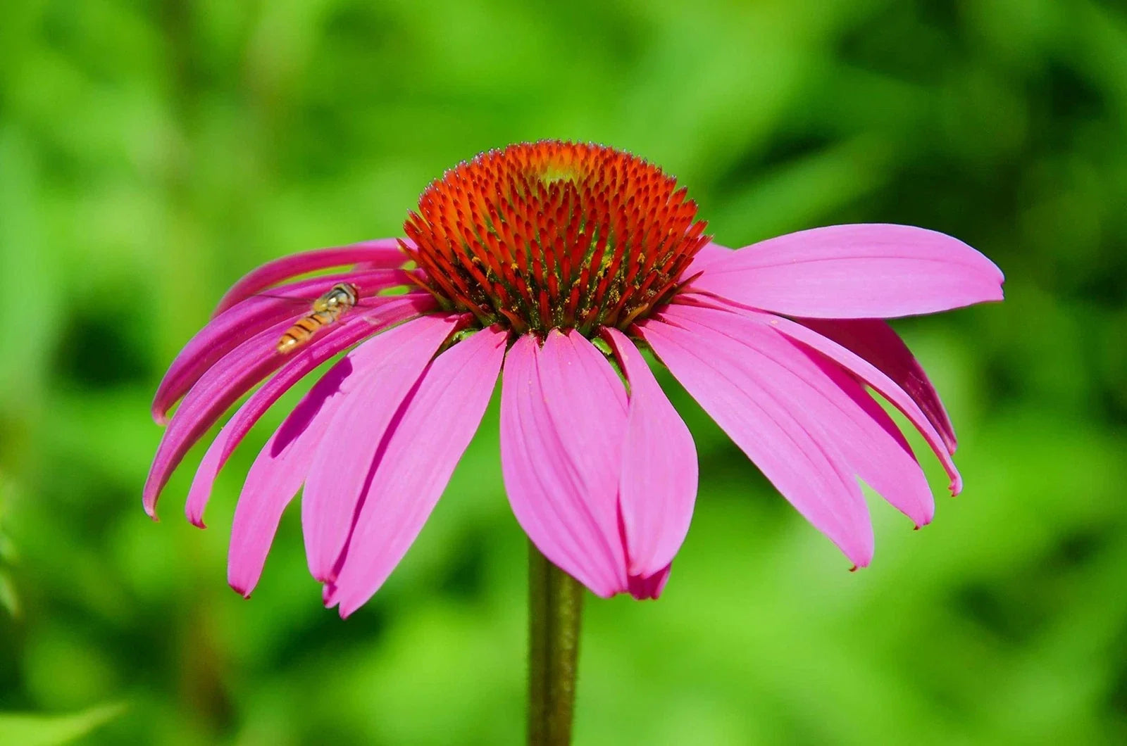 Purple Coneflower Seeds - 250+ Non-GMO Butterfly Attracting Echinacea purpurea for Garden, Wildflower, and Pollinator Planting