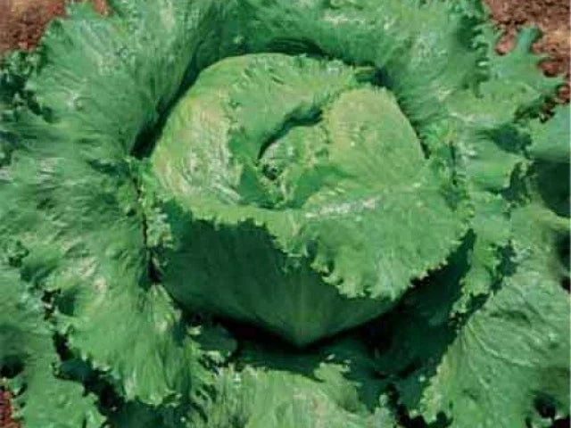 Crisphead Lettuce Seeds - Great Lakes 118 Variety - 200 Count Packet - Dense Heads for Home Gardening - Lactuca sativa