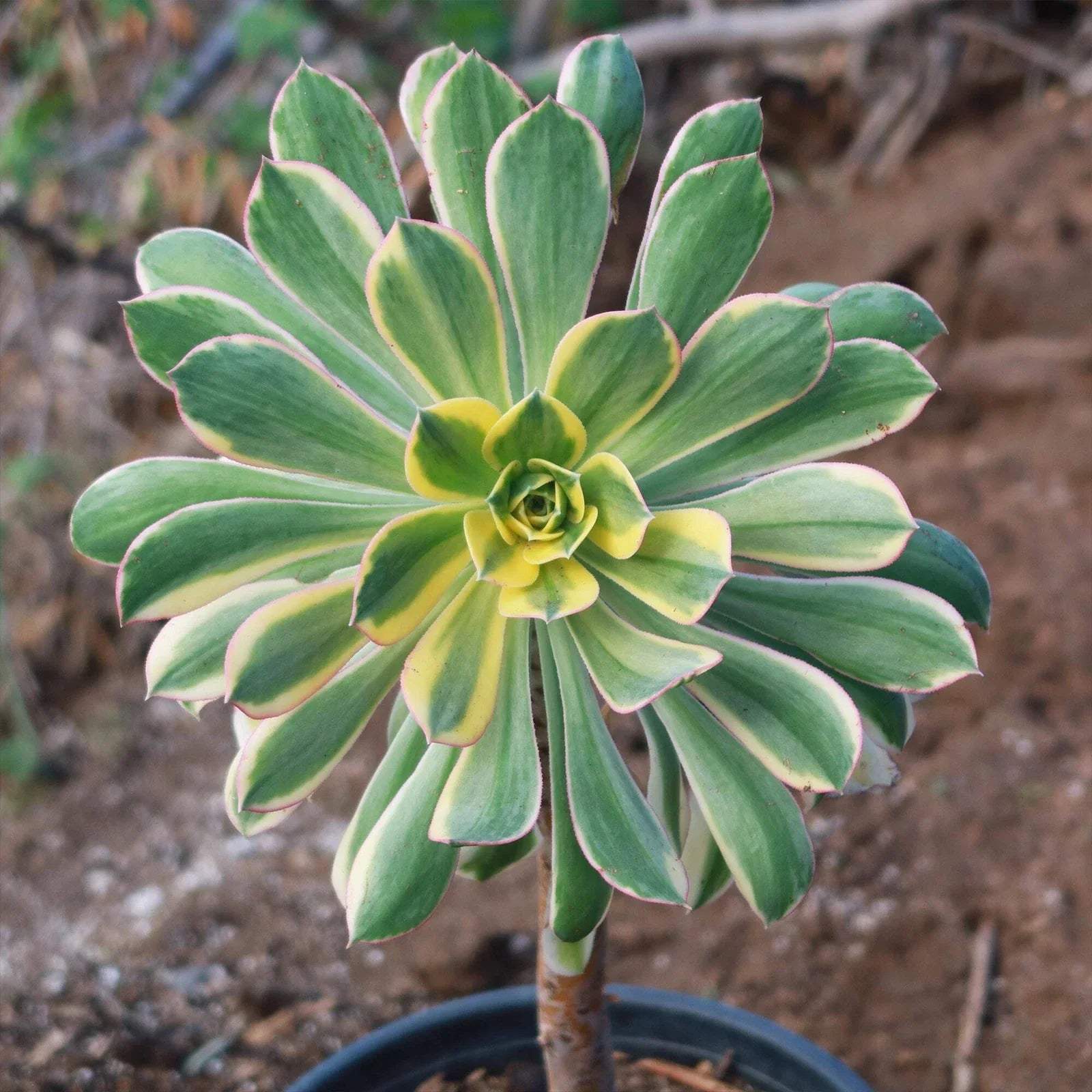 Aeonium Sunburst Cactus Plant | Live Succulent in 4-Inch Pot | Variegated Foliage | Crassulaceae