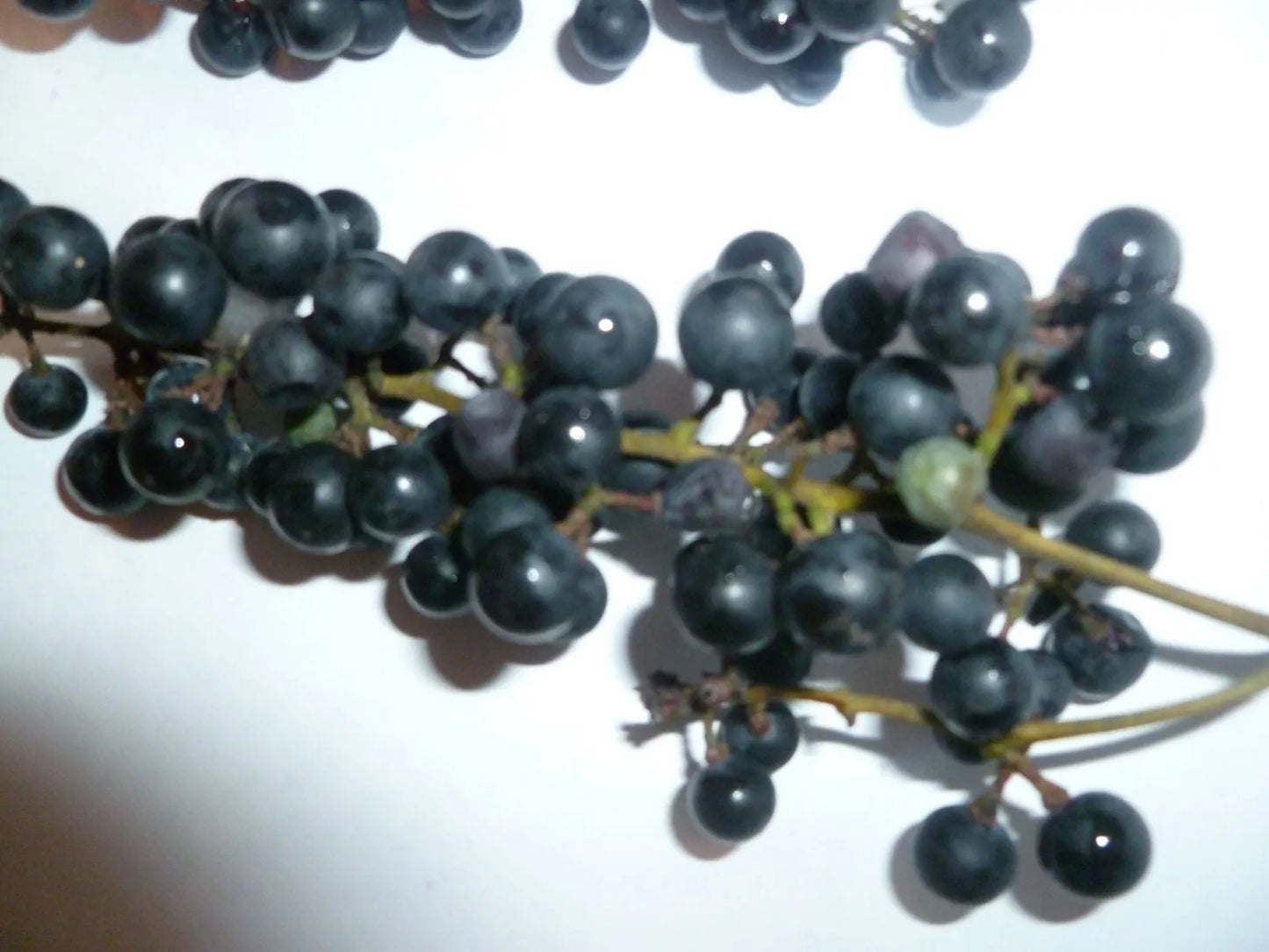 Wild Grape Seeds - 10 Organic Vitis aestivalis Heirloom Seeds for Gardening