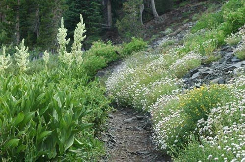 White Horse Mint Seeds - 1000 Premium Mentha spicata Herb Seeds for Culinary & Herbal Use, Aromatic, Non-GMO, Easy to Grow