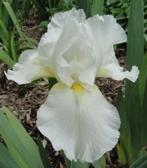 Tall Bearded Iris Plants - Ruffled White Blooms - 2 Pack - Iris germanica