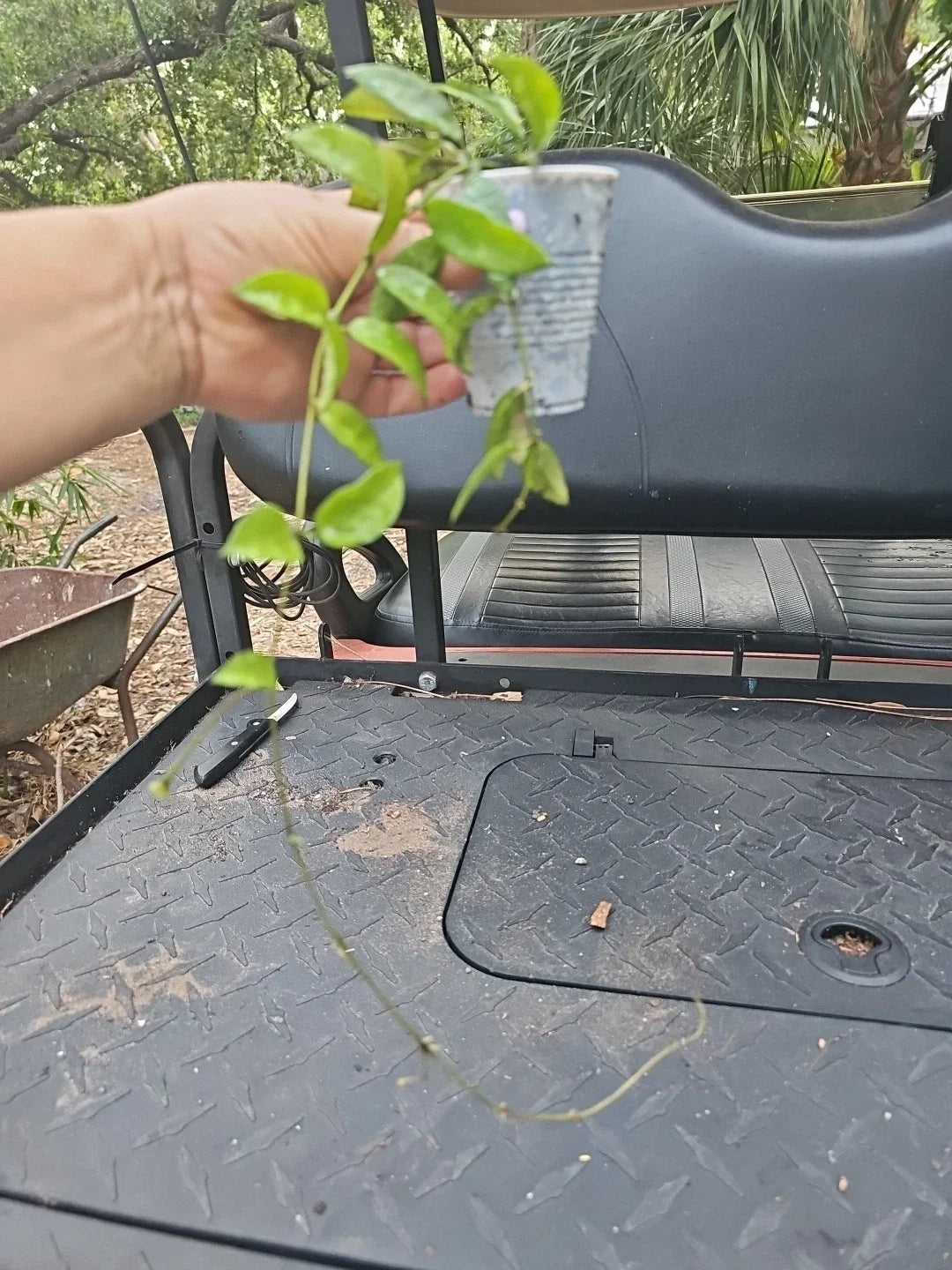 Hoya Lacunosa Vining Plant 2.5" Pot - Tropical Wax, Fragrant Flowers Indoor Houseplant