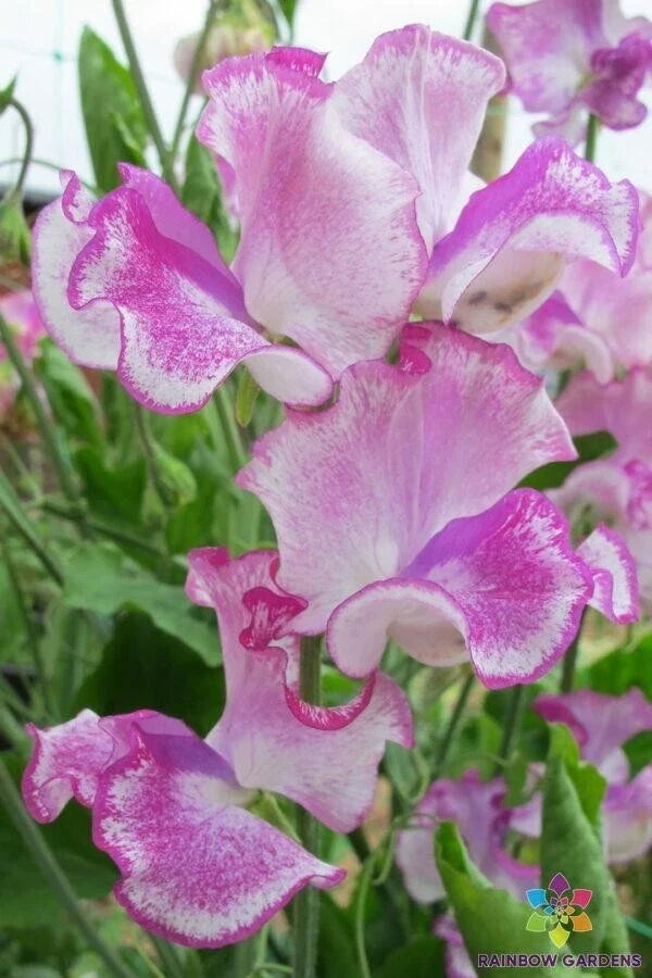 Lady Nicholson Sweet Pea Seeds – Climbing Flower Packets for Garden, Lathyrus odoratus, Fragrant Blooms, USA Grown