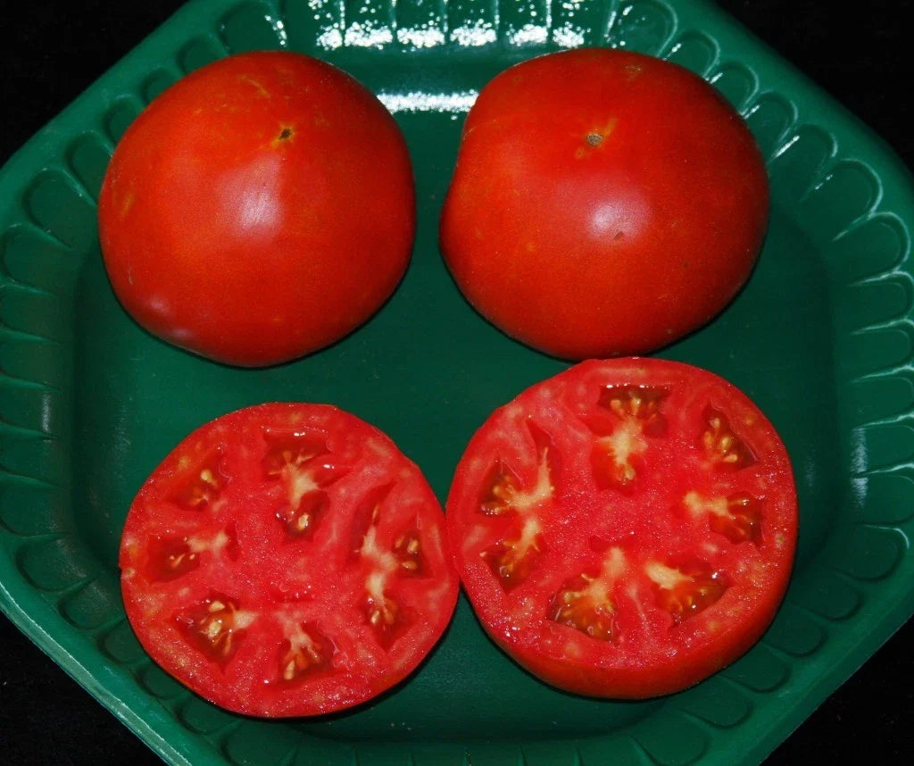 Celebrity Hybrid Tomato Seeds - Bulk 300 Pack, Compact Heavy Producer, Solanum lycopersicum, Disease Resistant, Easy to Grow
