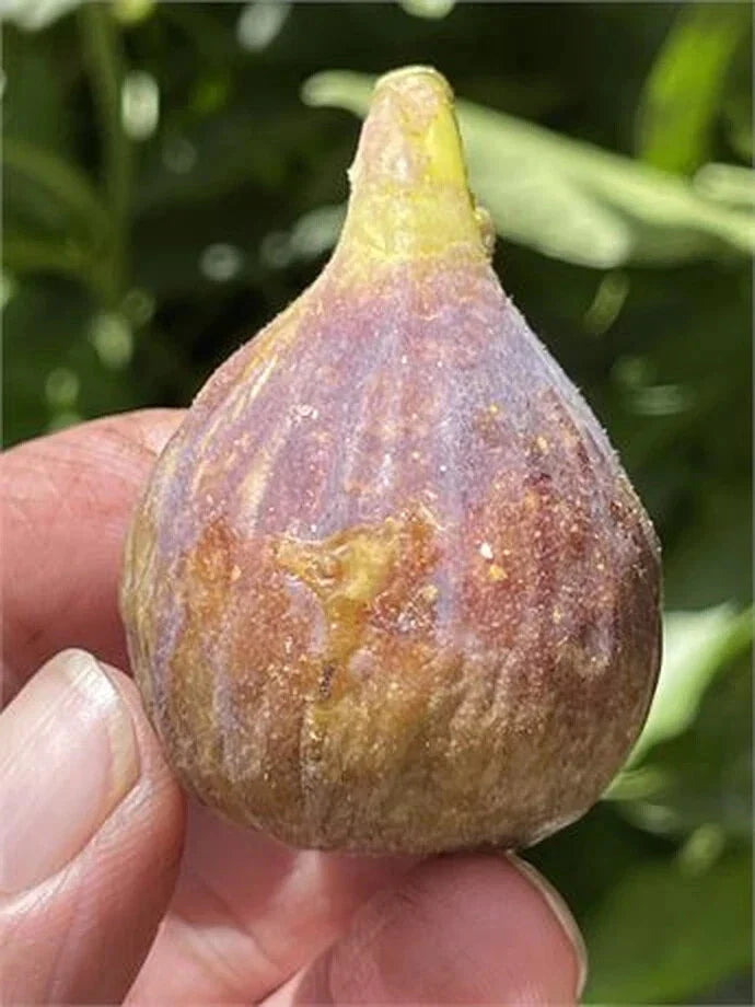 Fig Cutting - Over 8 Inches - Dominick's Variety - Ficus carica Propagation Plant