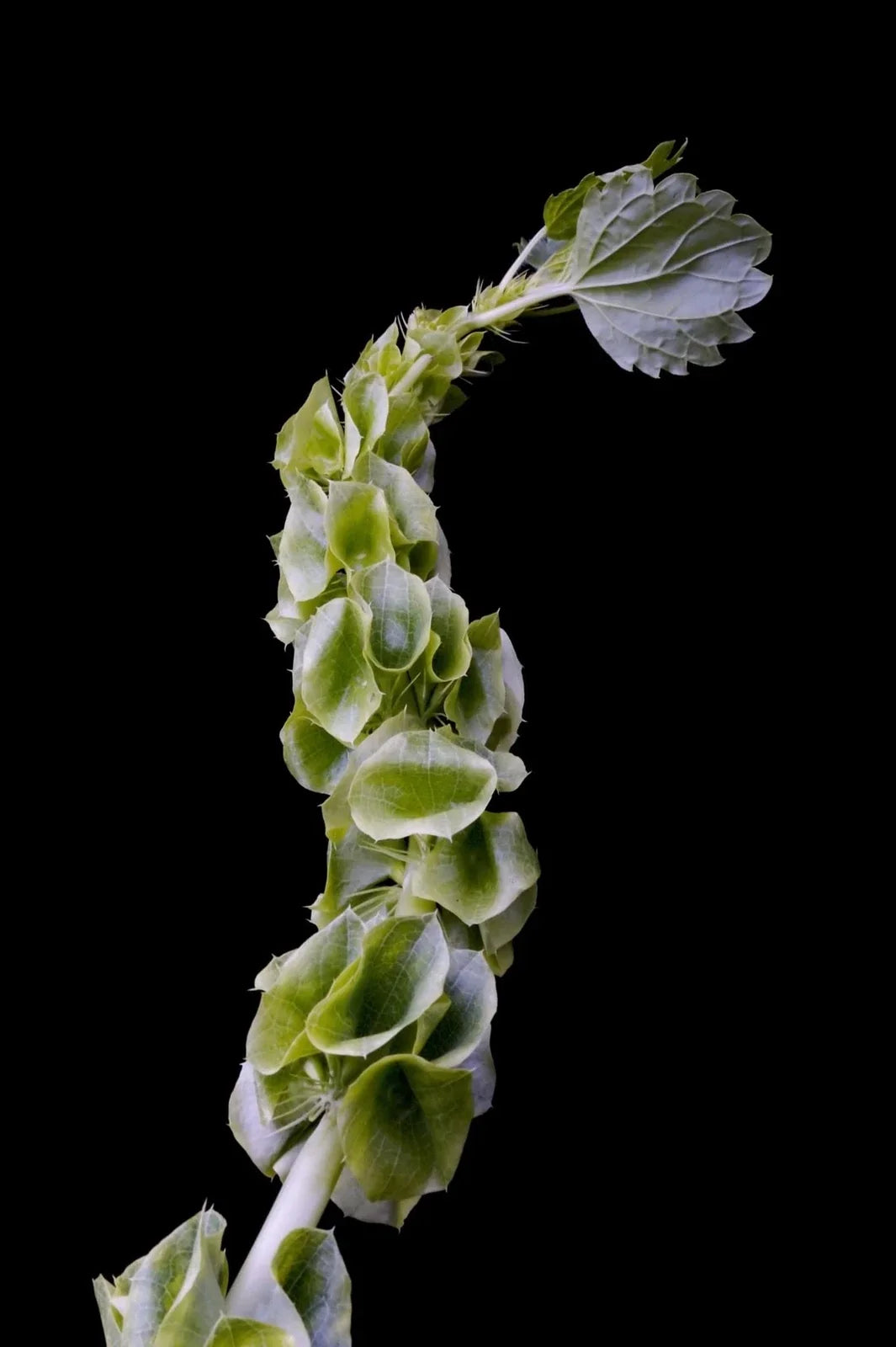 Bells of Ireland Flower Seeds - 100 Green Flowering Plant Seeds - Molucella laevis for Cut Flower Arrangements