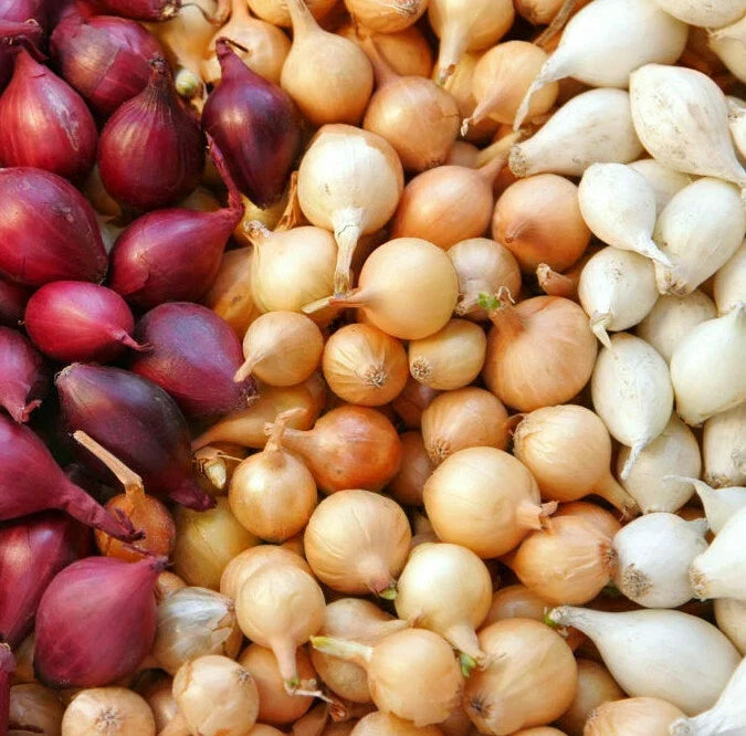 Mixed Onion Sets Bulbs – Yellow, Red, White – Allium cepa – Garden, Culinary, Fast Shipping