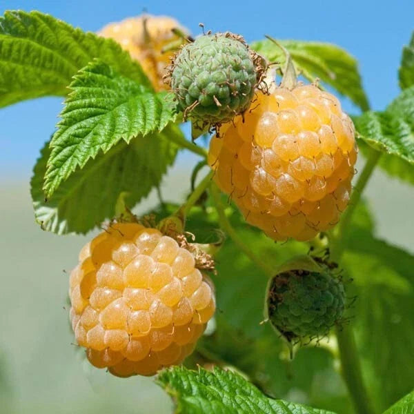 Fall Gold Raspberry Rooted Plant – Ever-Bearing, Organic, Rubus idaeus, Gold Berries, Zones 3-8