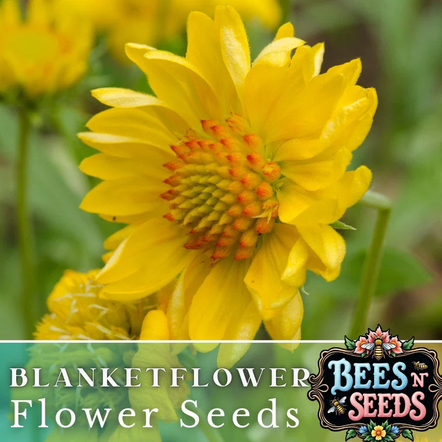 Golden Joy Blanket Flower Seeds - 200 Non-GMO Gaillardia aristata Perennial Flower Seeds for Borders & Containers