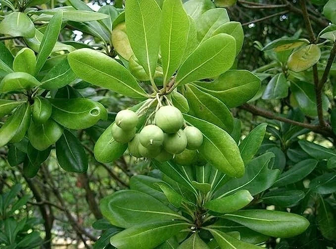 Japanese Cheesewood Tree Seeds - Pittosporum tobira, Evergreen Shrub, Fragrant Flowers, Garden Planting, 30 Seeds