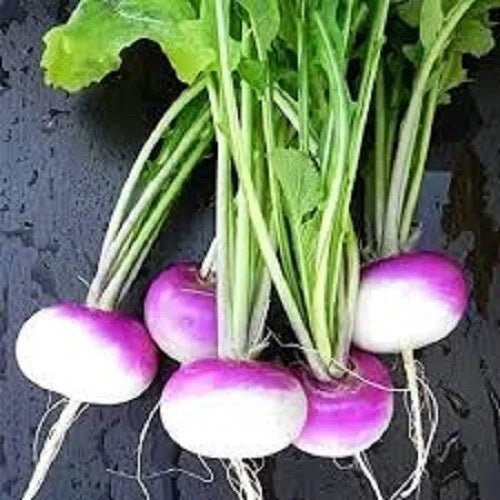Premium Organic Purple Top Turnip Seeds - Heirloom Brassica rapa, Non-GMO, Fast-Growing, Bountiful Harvest, Gardening Seeds
