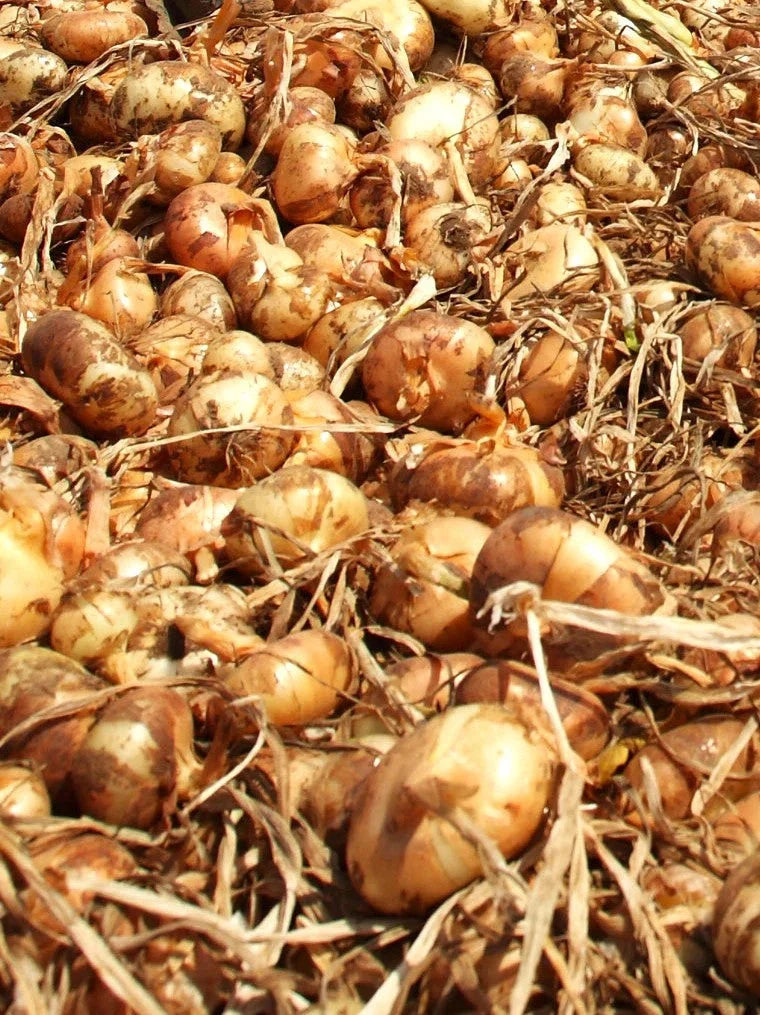 Borettana Yellow Cipollini Onion Seeds – Flat Italian Sweet Onion Seeds for Gardening – Allium cepa