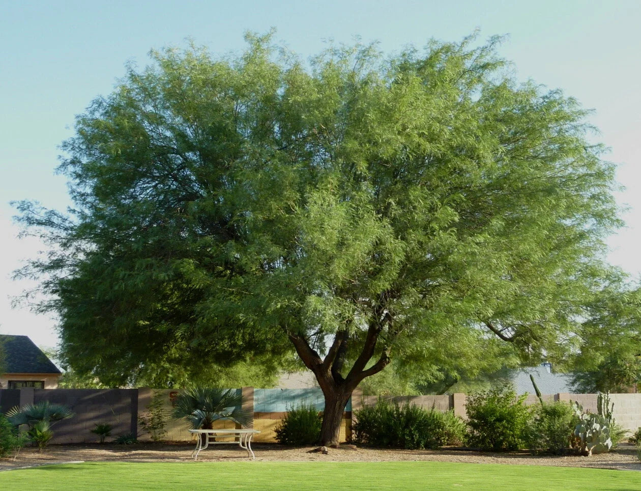 Maverick Honey Mesquite Seeds – Thornless Prosopis Maverick for Planting, Drought-Tolerant, Native Tree, 10 Seed Pods
